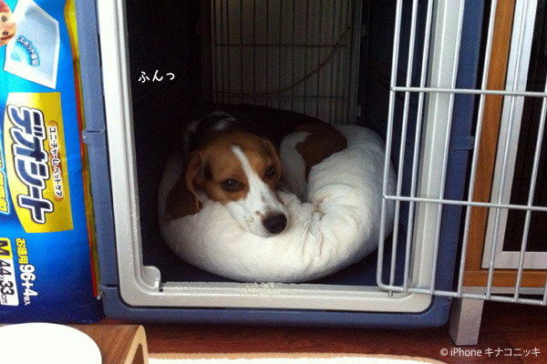 ビーグル きなこ