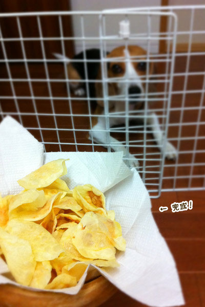 ビーグル きなこ