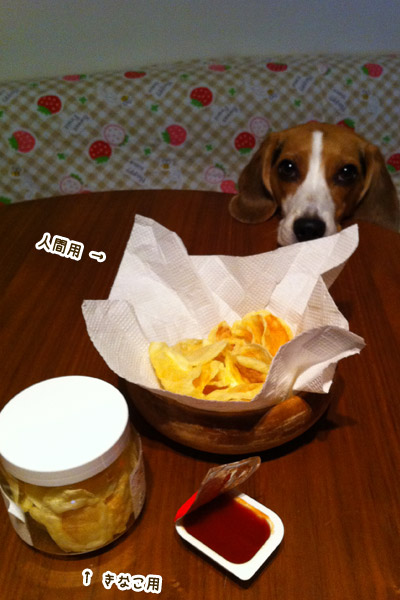 ビーグル きなこ