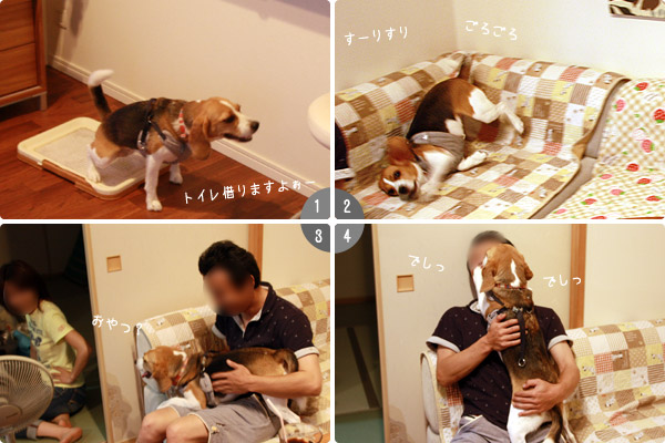 ビーグル きなこ