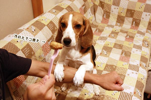 ビーグル きなこ