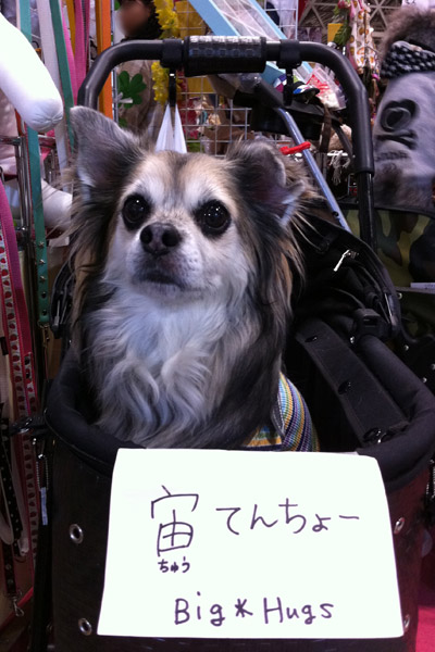 ビーグル きなこ