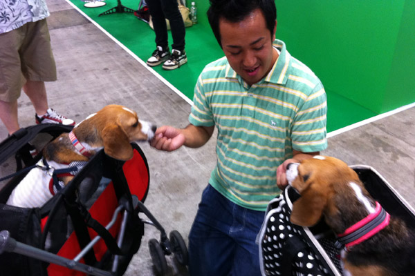 ビーグル きなこ