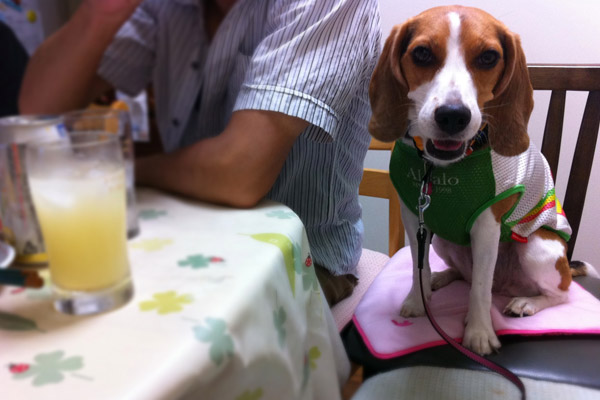 ビーグル きなこ