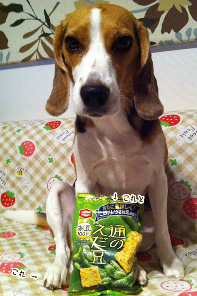 ビーグル きなこ