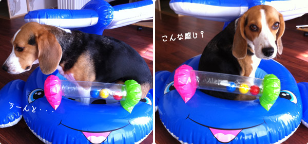 ビーグル きなこ
