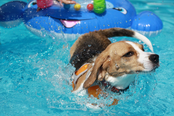 ビーグル　きなこ