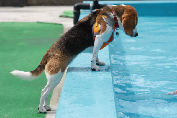 ビーグル　きなこ