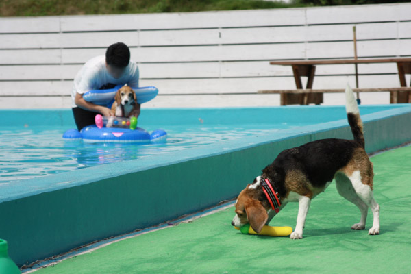 ビーグル　きなこ