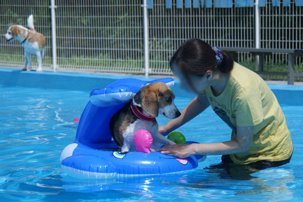 ビーグル　きなこ