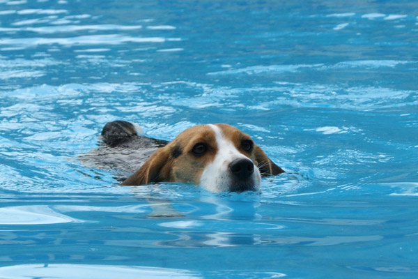 ビーグル　きなこ