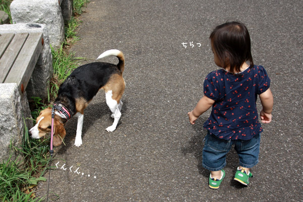 ビーグル　きなこ