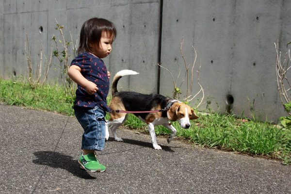 ビーグル　きなこ