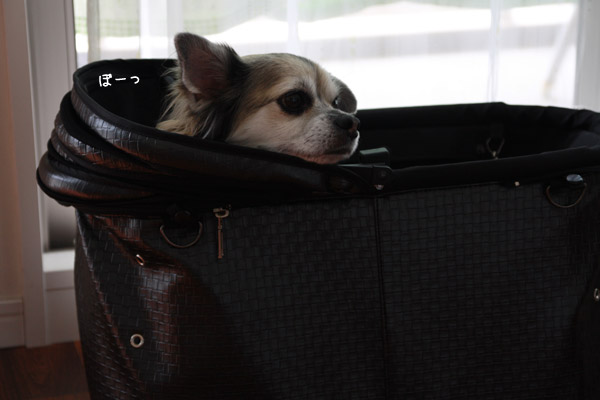 ビーグル きなこ