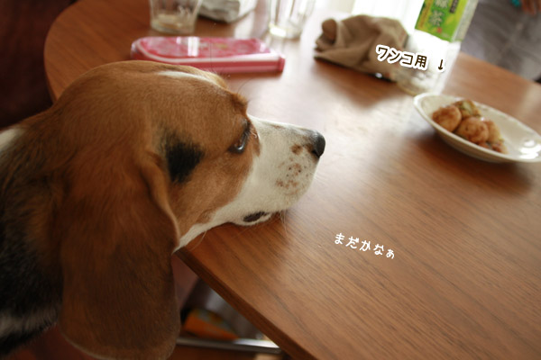 ビーグル きなこ