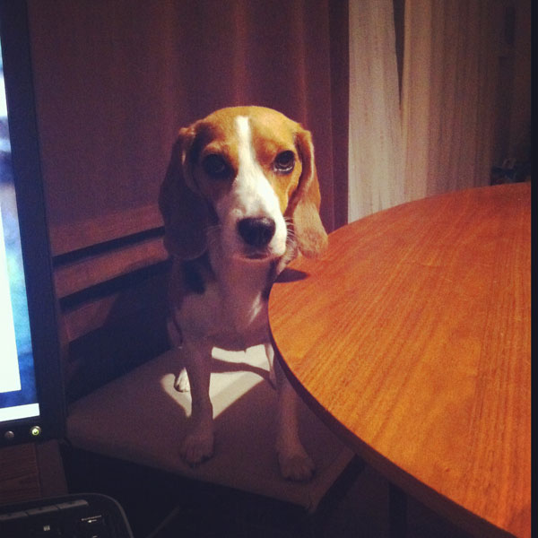 ビーグル きなこ