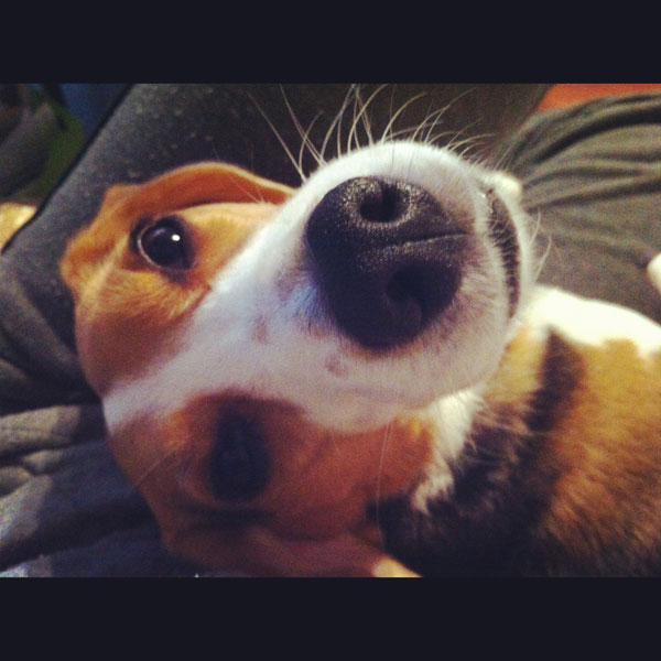 ビーグル きなこ