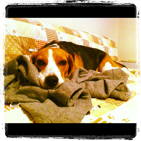 ビーグル きなこ