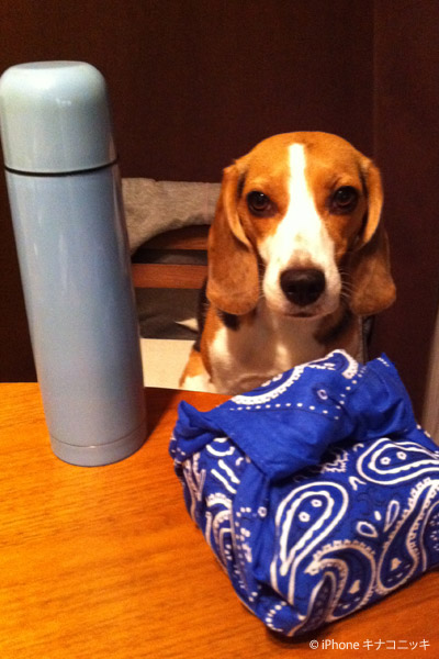 ビーグル きなこ