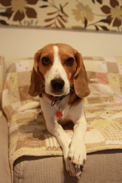 ビーグル きなこ
