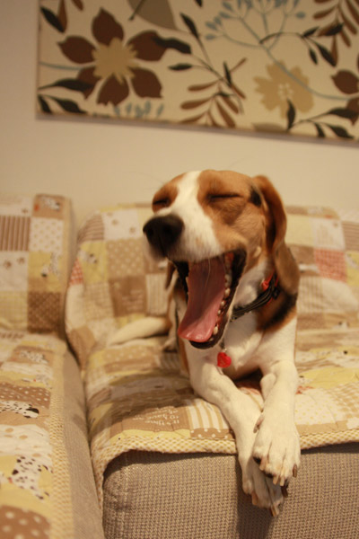 ビーグル きなこ