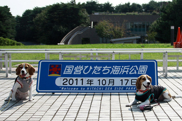 ビーグル きなこ