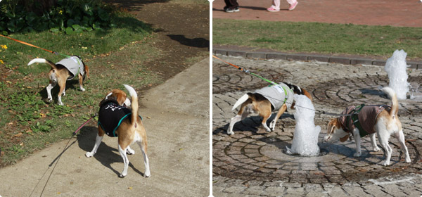 ビーグル きなこ