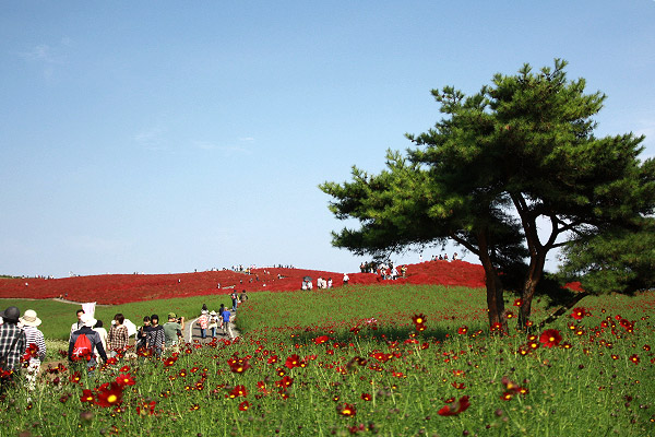 ビーグル きなこ