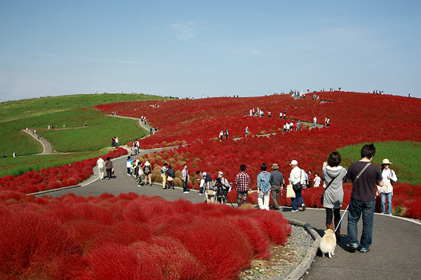 ビーグル きなこ