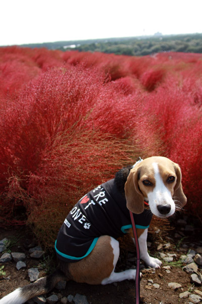 ビーグル きなこ