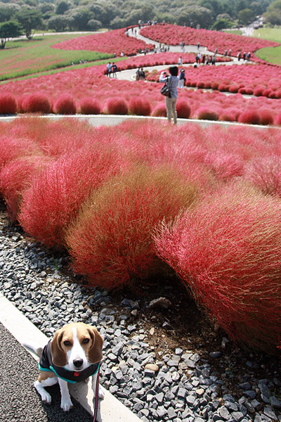 ビーグル きなこ