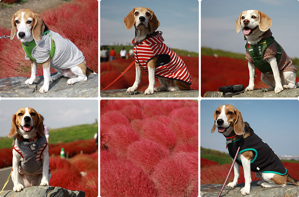 ビーグル きなこ