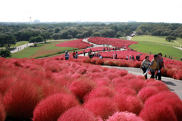 ビーグル きなこ