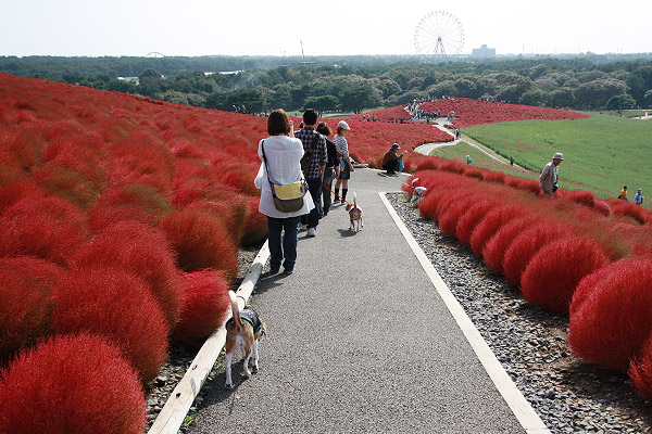 ビーグル きなこ