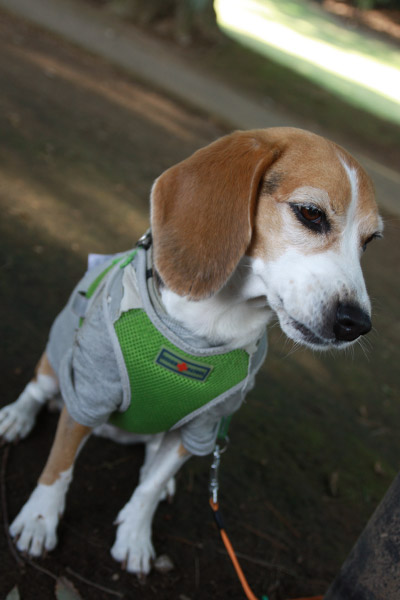 ビーグル きなこ