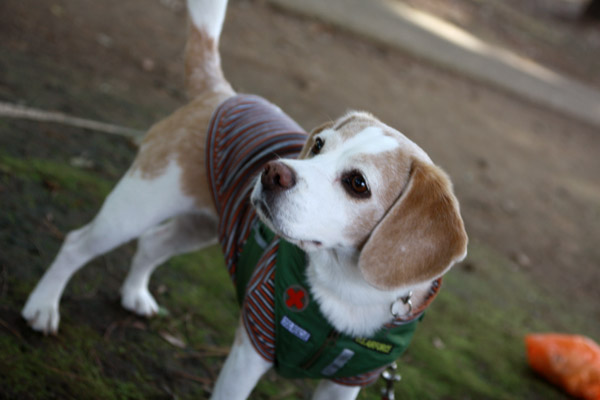 ビーグル きなこ