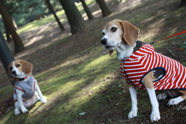 ビーグル きなこ