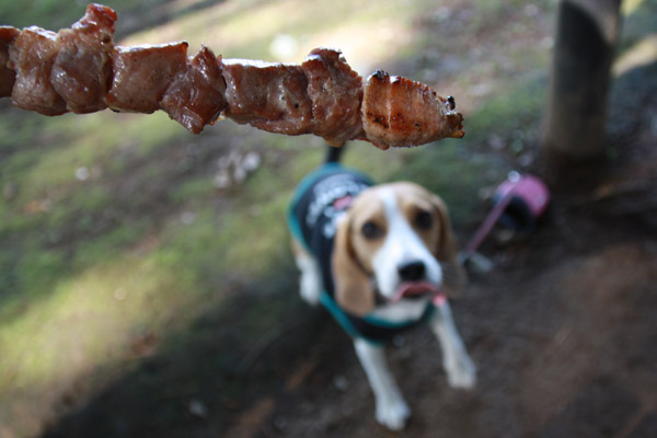 ビーグル きなこ