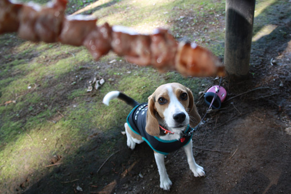 ビーグル きなこ