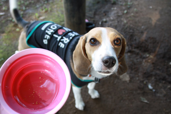 ビーグル きなこ