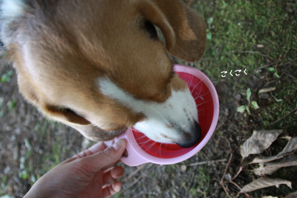 ビーグル きなこ