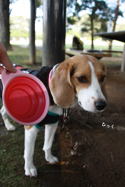ビーグル きなこ
