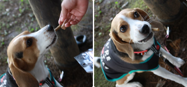 ビーグル きなこ