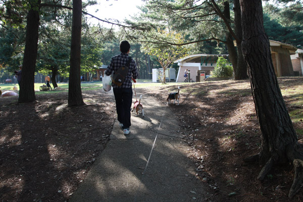 ビーグル きなこ