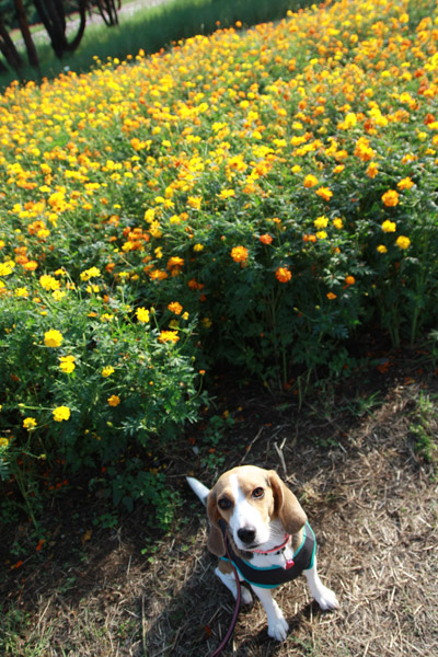 ビーグル きなこ
