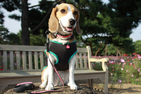 ビーグル きなこ