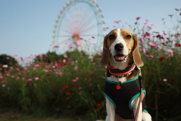 ビーグル きなこ