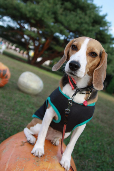 ビーグル きなこ