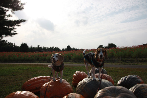 ビーグル きなこ