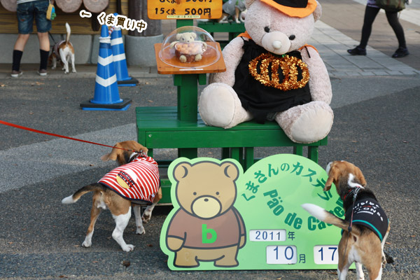 ビーグル きなこ